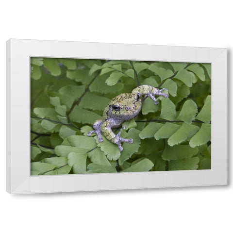 Canada, Quebec, Gray tree frog on maidenhair fern White Modern Wood Framed Art Print by Delisle, Gilles