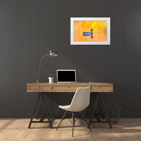 Canada, Quebec, Mallard drake swimming White Modern Wood Framed Art Print by Delisle, Gilles