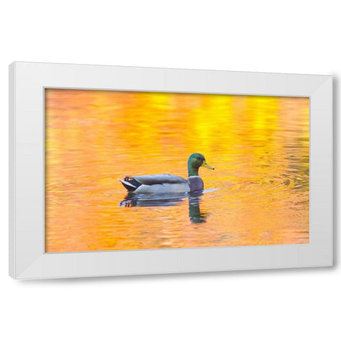 Canada, Quebec, Mallard drake swimming White Modern Wood Framed Art Print by Delisle, Gilles