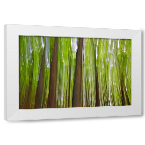 Canada, Quebec Maple grove abstract at sunset White Modern Wood Framed Art Print by Delisle, Gilles