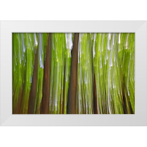 Canada, Quebec Maple grove abstract at sunset White Modern Wood Framed Art Print by Delisle, Gilles