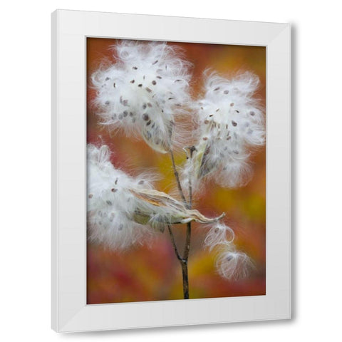 Canada, Quebec, Milkweed releasing seeds White Modern Wood Framed Art Print by Delisle, Gilles