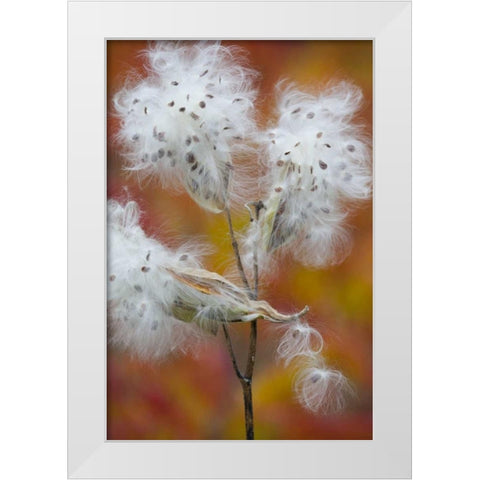 Canada, Quebec, Milkweed releasing seeds White Modern Wood Framed Art Print by Delisle, Gilles
