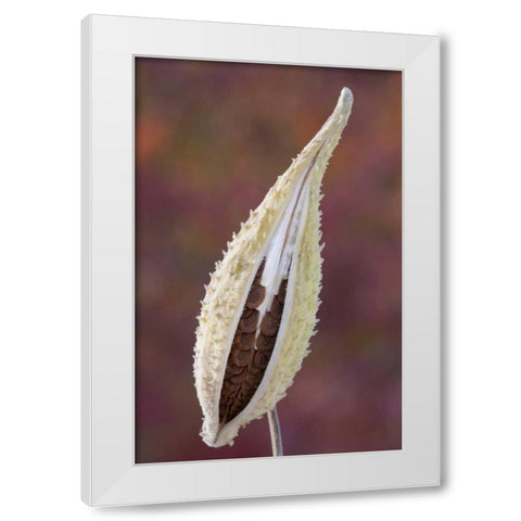 Canada, Quebec, Mt St-Bruno Park Milkweed seed White Modern Wood Framed Art Print by Delisle, Gilles