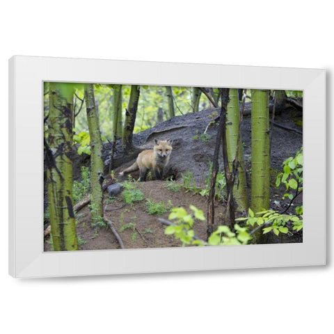 Canada, Mt St-Bruno Park Red fox kit at den site White Modern Wood Framed Art Print by Delisle, Gilles