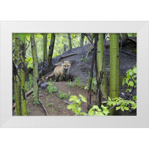 Canada, Mt St-Bruno Park Red fox kit at den site White Modern Wood Framed Art Print by Delisle, Gilles