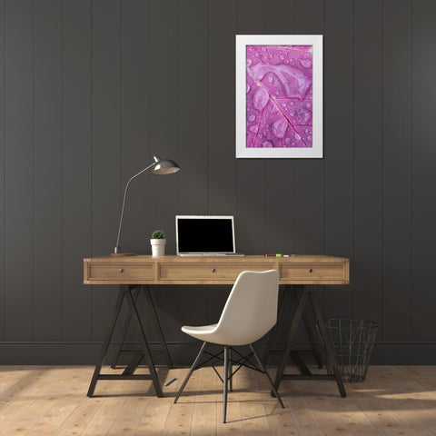 Canada, Quebec, Rain water on red maple leaf White Modern Wood Framed Art Print by Delisle, Gilles