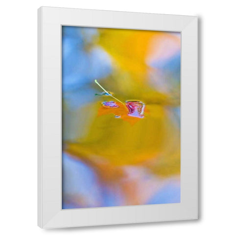 Canada, Quebec, Red maple leaf on autumn pool White Modern Wood Framed Art Print by Delisle, Gilles