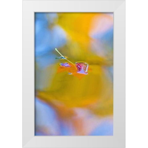Canada, Quebec, Red maple leaf on autumn pool White Modern Wood Framed Art Print by Delisle, Gilles