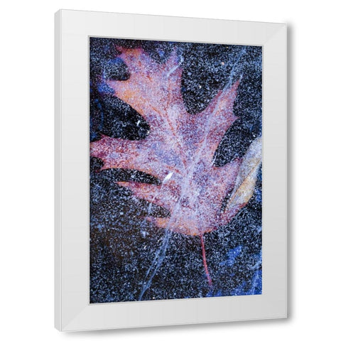 Canada, Quebec, Red oak leaf under lake ice White Modern Wood Framed Art Print by Delisle, Gilles