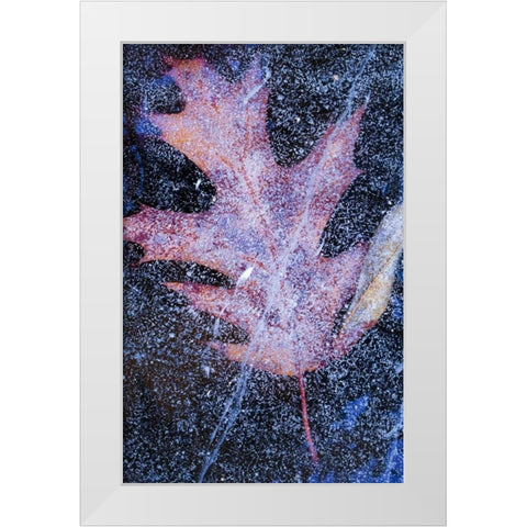 Canada, Quebec, Red oak leaf under lake ice White Modern Wood Framed Art Print by Delisle, Gilles