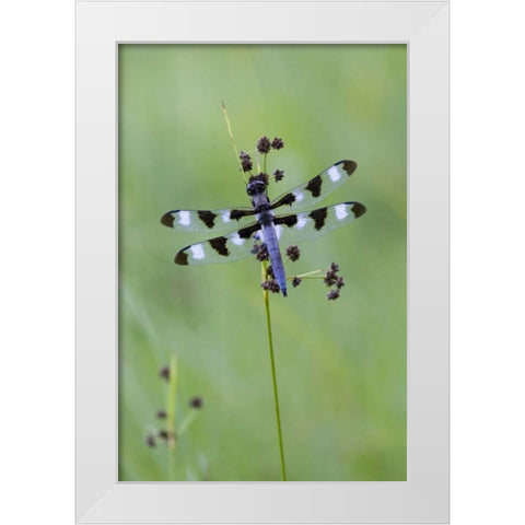 Canada, Quebec, Twelve-spot skimmer White Modern Wood Framed Art Print by Delisle, Gilles