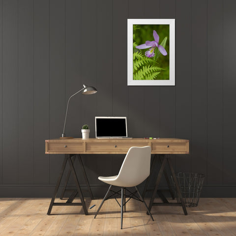 Canada, Quebec, Snake-mouth orchid White Modern Wood Framed Art Print by Delisle, Gilles