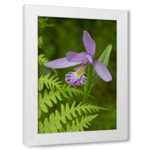 Canada, Quebec, Snake-mouth orchid White Modern Wood Framed Art Print by Delisle, Gilles