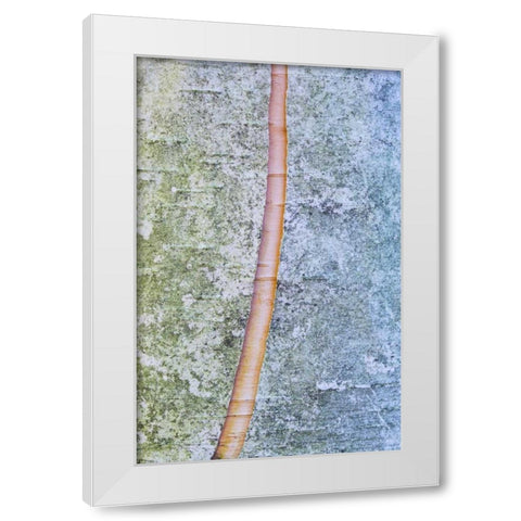 Canada, Quebec, Split paper birch bark detail White Modern Wood Framed Art Print by Delisle, Gilles