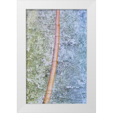 Canada, Quebec, Split paper birch bark detail White Modern Wood Framed Art Print by Delisle, Gilles
