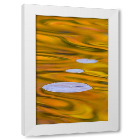 Canada, Quebec, Water lily pad and fall colors White Modern Wood Framed Art Print by Delisle, Gilles