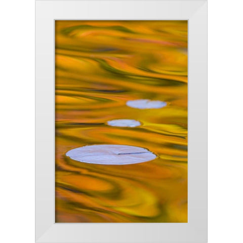 Canada, Quebec, Water lily pad and fall colors White Modern Wood Framed Art Print by Delisle, Gilles