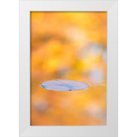 Canada, Quebec, Water lily pad and fall colors White Modern Wood Framed Art Print by Delisle, Gilles
