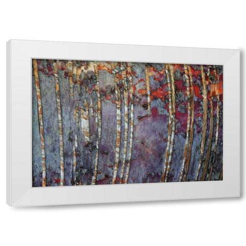Canada, Quebec White birch root bark patterns White Modern Wood Framed Art Print by Delisle, Gilles
