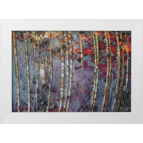 Canada, Quebec White birch root bark patterns White Modern Wood Framed Art Print by Delisle, Gilles