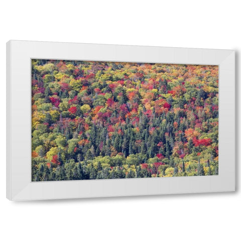 Canada, Mount Tremblant NP Forest in fall White Modern Wood Framed Art Print by Delisle, Gilles