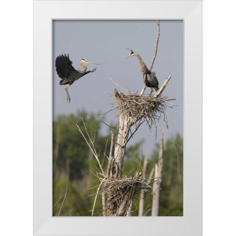Canada, Quebec Great blue herons at their nest White Modern Wood Framed Art Print by Delisle, Gilles