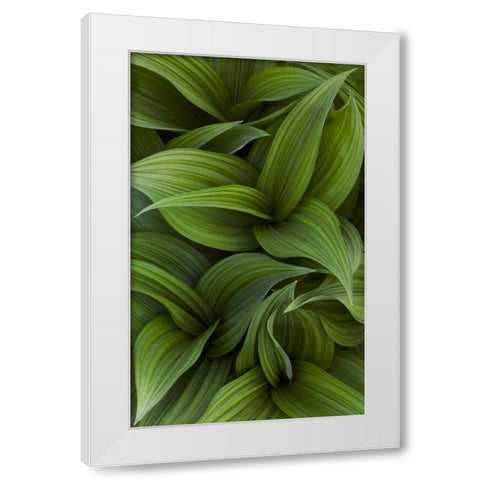 Canada, Quebec, Yamaska NP Green false hellebore White Modern Wood Framed Art Print by Delisle, Gilles
