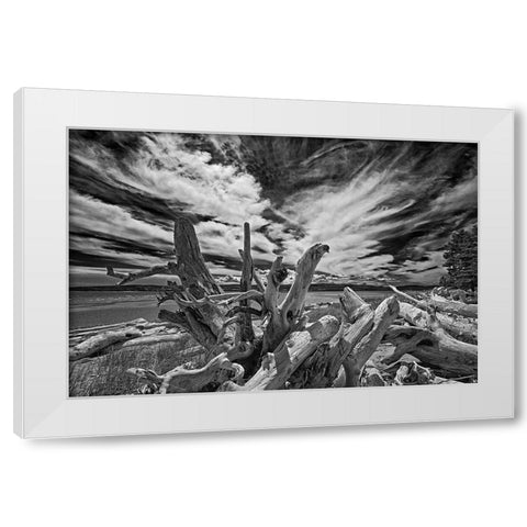 Canada-Quebec-Forillon National Park Driftwood along ocean shore White Modern Wood Framed Art Print by Jaynes Gallery