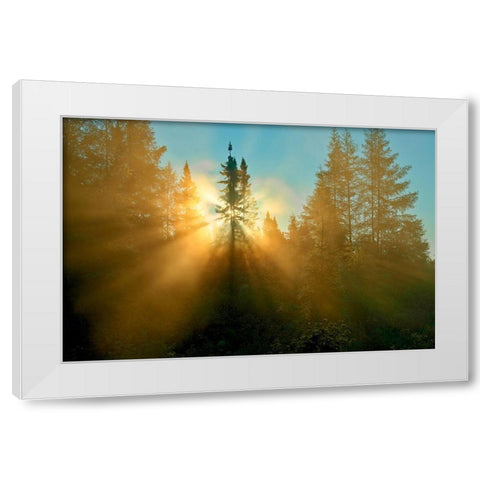 Canada-Quebec-Chibougamau Trees in fog at sunrise White Modern Wood Framed Art Print by Jaynes Gallery