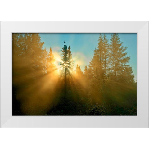 Canada-Quebec-Chibougamau Trees in fog at sunrise White Modern Wood Framed Art Print by Jaynes Gallery