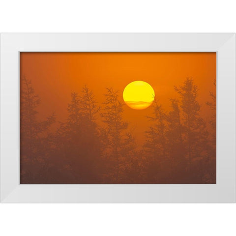 Canada-Quebec-Havre-Saint-Pierre Trees and fog at sunrise White Modern Wood Framed Art Print by Jaynes Gallery