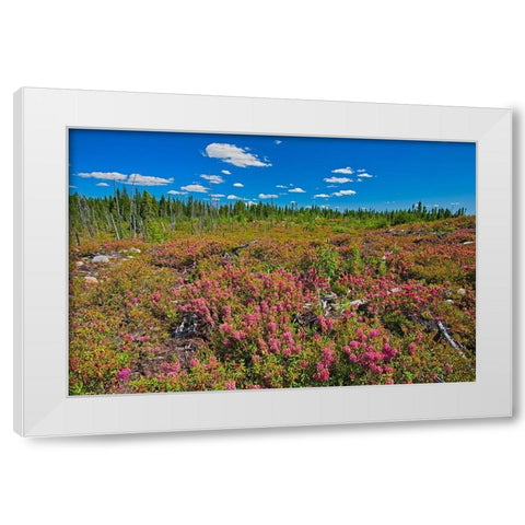 Canada-Quebec-Chibougamau Bog laurel blossoms in burnt over forest White Modern Wood Framed Art Print by Jaynes Gallery