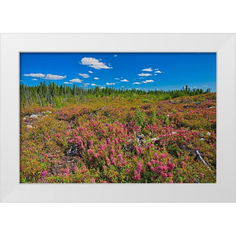 Canada-Quebec-Chibougamau Bog laurel blossoms in burnt over forest White Modern Wood Framed Art Print by Jaynes Gallery