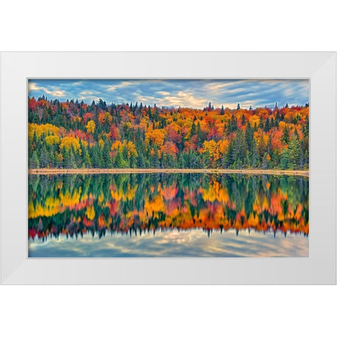 Canada-Quebec-La Mauricie National Park Autumn colors reflected in Lac Modene White Modern Wood Framed Art Print by Jaynes Gallery