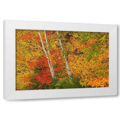 Canada-Quebec-La Mauricie National Park Autumn forest colors White Modern Wood Framed Art Print by Jaynes Gallery