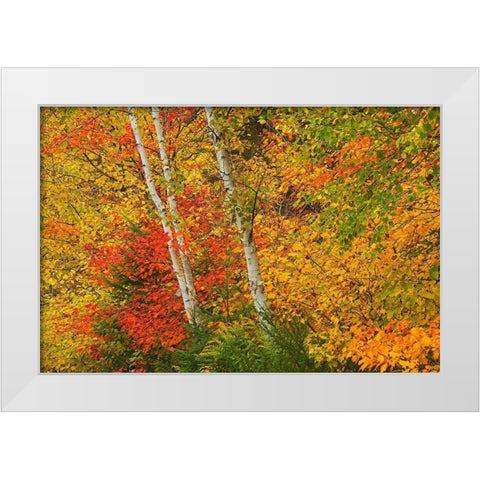 Canada-Quebec-La Mauricie National Park Autumn forest colors White Modern Wood Framed Art Print by Jaynes Gallery