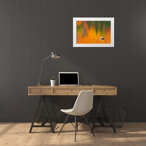 Canada-Quebec-La Mauricie National Park Rock and autumn colors reflected in Lac Wapizagonke White Modern Wood Framed Art Print by Jaynes Gallery