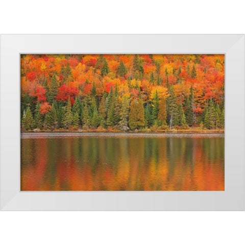 Canada-Quebec-La Mauricie National Park Autumn colors reflected in Lac Ã  Sam White Modern Wood Framed Art Print by Jaynes Gallery