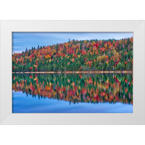 Canada-Quebec-La Mauricie National Park Autumn colors reflected in Lac Modene White Modern Wood Framed Art Print by Jaynes Gallery