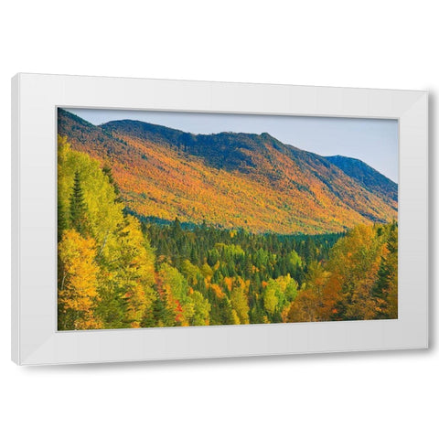 Canada-Quebec-Parc National de la Gaspesie Autumn colors in Chic-Choc Mountains White Modern Wood Framed Art Print by Jaynes Gallery