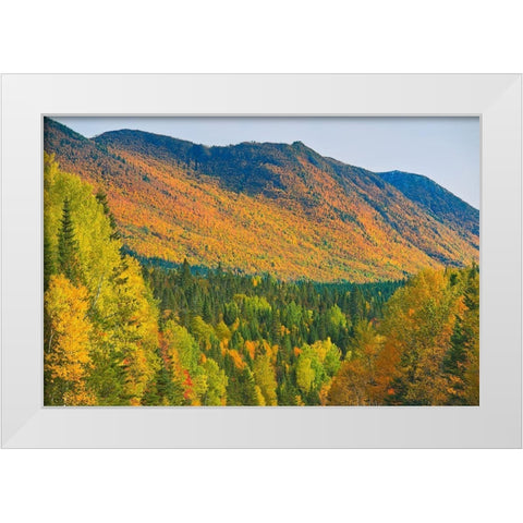 Canada-Quebec-Parc National de la Gaspesie Autumn colors in Chic-Choc Mountains White Modern Wood Framed Art Print by Jaynes Gallery