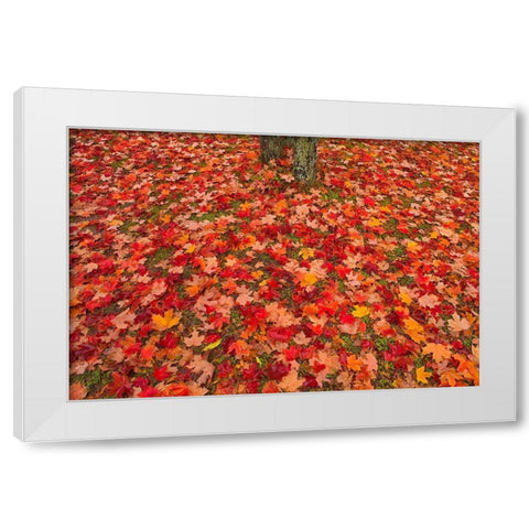 Canada-Quebec-Rimouski Sugar maple leaves and tree trunk White Modern Wood Framed Art Print by Jaynes Gallery