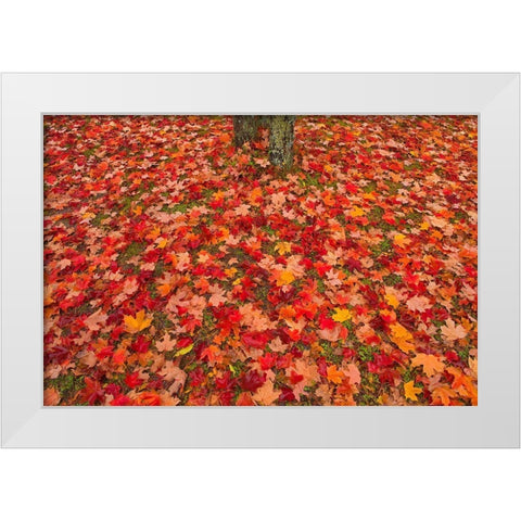 Canada-Quebec-Rimouski Sugar maple leaves and tree trunk White Modern Wood Framed Art Print by Jaynes Gallery