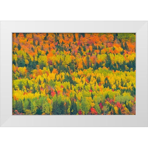 Canada-Quebec-Saint Pacome Autumn forest colors in Notre Dame Mountains White Modern Wood Framed Art Print by Jaynes Gallery