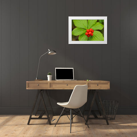 Canada-Quebec-RiviÃ¨re-au-Tonnerre Bunchberry fruit and leaves close-up White Modern Wood Framed Art Print by Jaynes Gallery