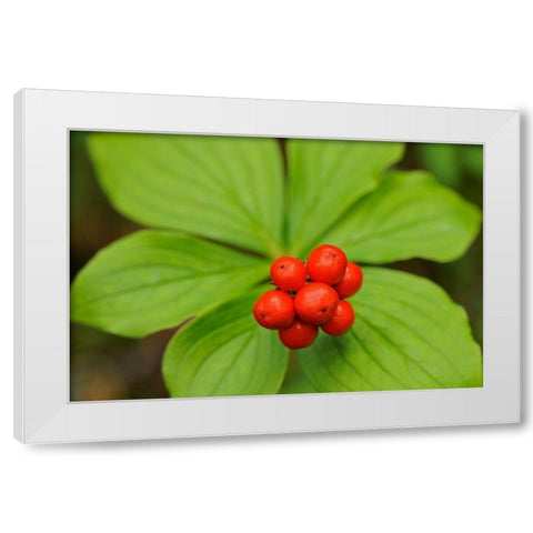 Canada-Quebec-RiviÃ¨re-au-Tonnerre Bunchberry fruit and leaves close-up White Modern Wood Framed Art Print by Jaynes Gallery