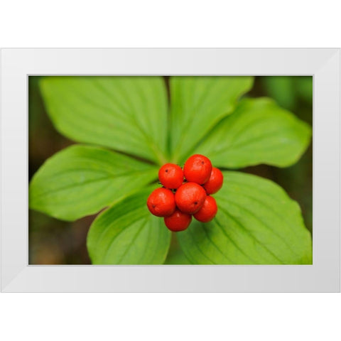Canada-Quebec-RiviÃ¨re-au-Tonnerre Bunchberry fruit and leaves close-up White Modern Wood Framed Art Print by Jaynes Gallery