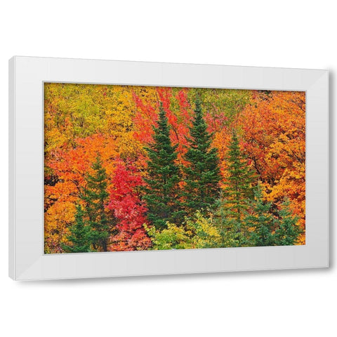 Canada-Quebec-Saint-Pacome Mixedwood forest in autumn White Modern Wood Framed Art Print by Jaynes Gallery