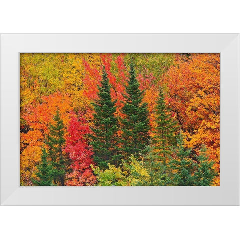 Canada-Quebec-Saint-Pacome Mixedwood forest in autumn White Modern Wood Framed Art Print by Jaynes Gallery